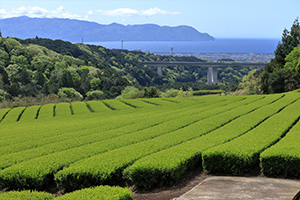 富士宮のお茶