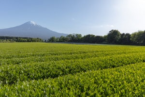 富士宮のお茶