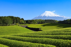 富士のお茶