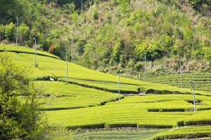 本山のお茶