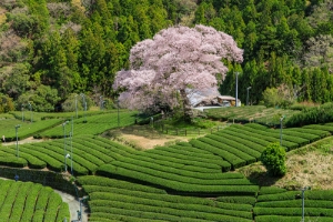 島田のお茶