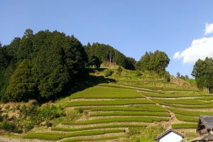 藤枝のお茶