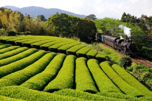 川根のお茶