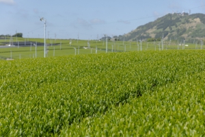 掛川のお茶