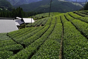 春野のお茶